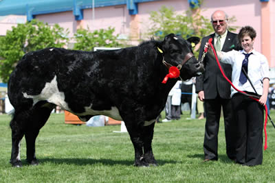 Zara Chestnutt, Bushmills with Clougher Wilma the Reserve Supreme Champion and the Reserve Female Champion in the British Blue Championship. Looking on is Con Williamson, Glenavy, Judge of the event.